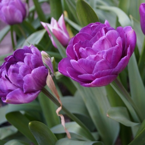 Tulip Bulbs - Blue Diamond